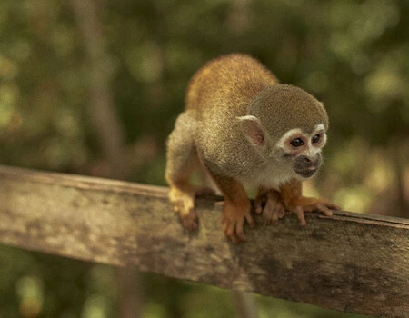 Conexão com a natureza no coração da Amazônia.