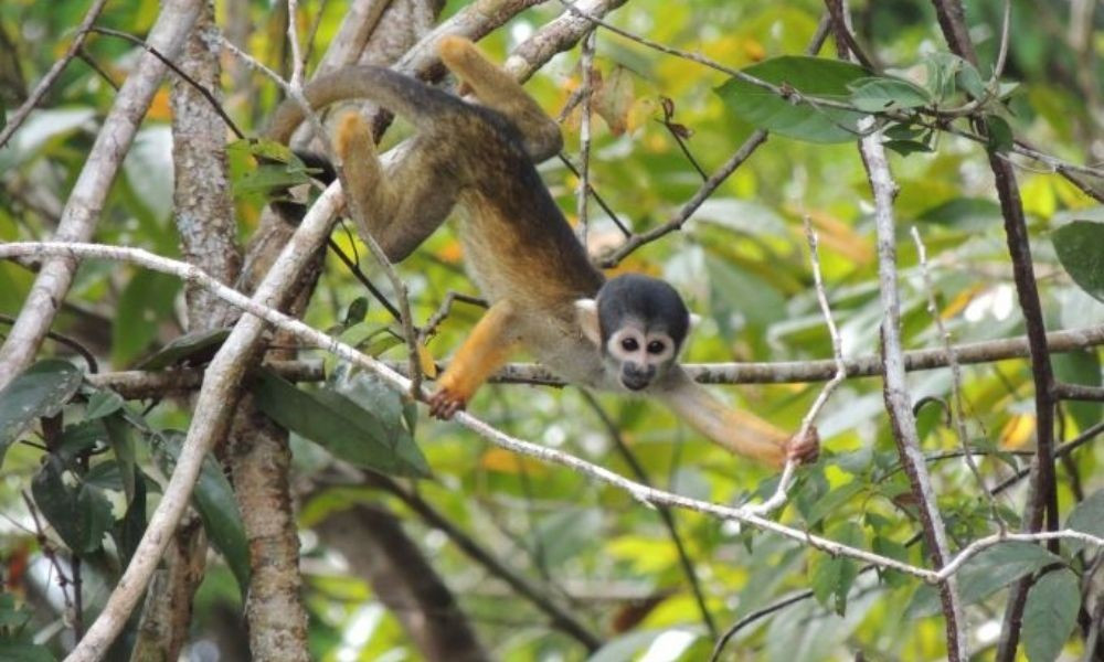Os macacos da Amazônia | Untamed Amazon