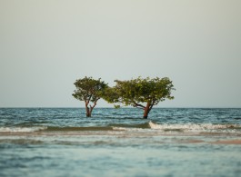 Alter do Chão: conheça o Caribe Brasileiro localizado na Amazônia