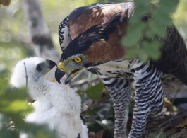 Photographer captures rare photo of an Ornate Hawk-Eagle