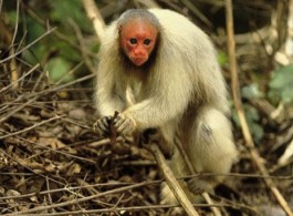 Colors of the Jungle: Remarkable Animals with Nature’s Most Vivid Shades