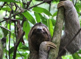 Fun Facts About the Sloth