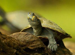 Amazon River Turtle: Shy Giant of the Rivers