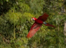 Curious Amazonian Animals Few People Know