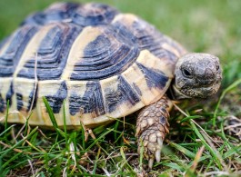 Amazon River Turtle: Shy Giant of the Rivers