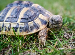 Three Fascinating Facts About the Amazon River Turtle