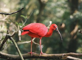 A Incrível Transformação do Guará: Como a Dieta Muda sua Cor