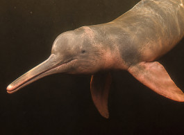 River Dolphins of the Rio Negro: Between Science, Legend, and an Encounter That Asks for Presence