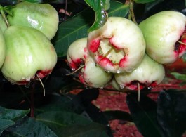 Jambo Flower: colors and aromas that enchant the Amazon