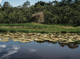 The Victoria Amazonica: the Plant the Amazon Created and No Other Place Can Replicate