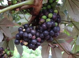 Mapati: The Amazonian Grape Rich in Nutrients