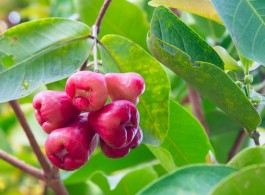 Jambo Season in the Amazon Region: Discover the Health Benefits