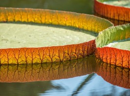 A lenda da vitória régia