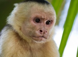 Os macacos da Amazônia