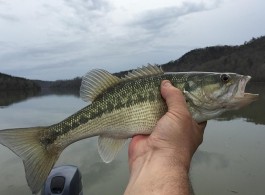 Descubra a origem de nomes de peixes da Amazônia