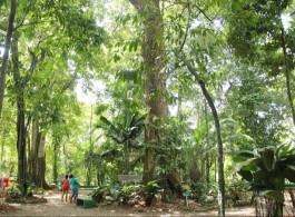Bosque da Ciência: Educational Tourism in the Heart of Manaus