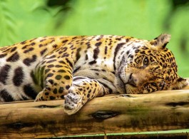 Meet the Largest Felines of the Amazon