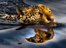 Onça-pintada: por dentro da vida aquática de um dos animais mais impressionantes da Amazônia