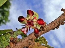 Flor de Cupuaçu: Uma Estrela Deslumbrante na Floresta Amazônica