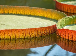 Legend of the Victoria Amazonica: An Amazonian Tale