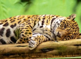 Onça-pintada: por dentro da vida aquática de um dos animais mais impressionantes da Amazônia