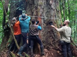 A maior árvore da Região Amazônica foi encontrada por pesquisadores.