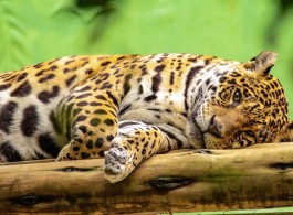 Rainha das matas: conheça curiosidades sobre a onça pintada