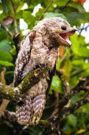 Cinco animais exóticos que só existem na Amazônia
