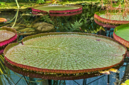 Conheça a Vitória-Régia, a planta símbolo da Amazônia