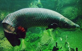 Conheça o Pirarucu, peixe símbolo da Amazônia
