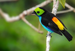 Conheça o Sete Cores da Amazônia, um pássaro raro e muito diferente