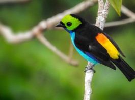 Conheça o Sete Cores da Amazônia, um pássaro raro e muito diferente