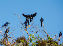 Birdwatching in the Amazon: Why the Rio Negro Is One of the World's Most Extraordinary Destinations