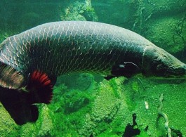 Descubra a origem de nomes de peixes da Amazônia