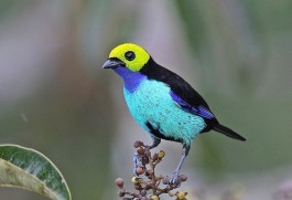 Espécies de pássaros da Amazônia
