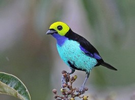 Espécies de pássaros da Amazônia