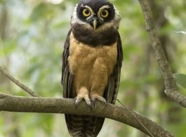 Murucututu: “coruja de óculos” é considerada a maior espécie do gênero na Amazônia
