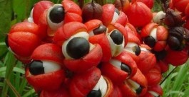 Guaraná: o fruto mais famoso do Brasil