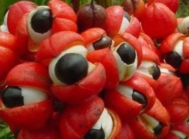 Guaraná: o fruto mais famoso do Brasil