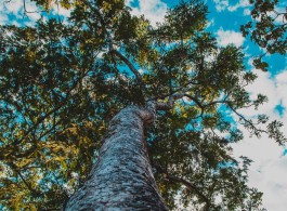 5 árvores que você só encontra na Amazônia