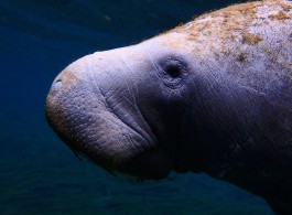 Conheça o Peixe-Boi da Amazônia