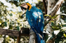 Motivos para conhecer a Amazônia em 2021