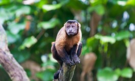 Os macacos da Amazônia
