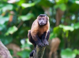 Os macacos da Amazônia