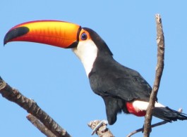 Você sabia que o tucano é o animal mais barulhento da Amazônia?