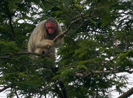 Animals That Exist Only in the Amazon