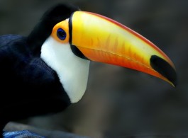 Você sabia que o tucano é o animal mais barulhento da Amazônia?