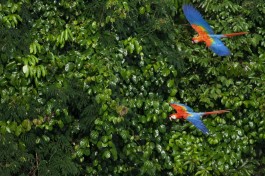Saiba os tipos de araras típicas da Amazônia brasileira