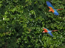Saiba os tipos de araras típicas da Amazônia brasileira