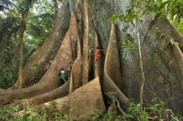 Samaúma: A Árvore da Vida